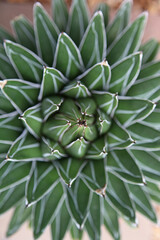 Obraz premium Macro image of Royal Agave foliage, Birmingham England 