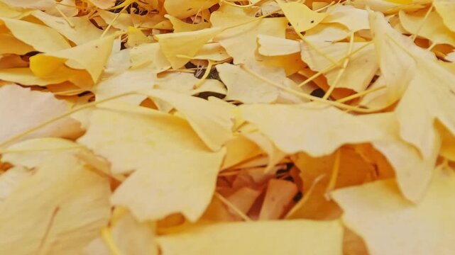 地面に積もったイチョウの葉