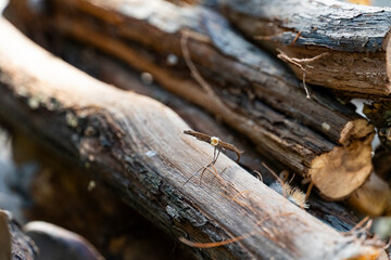 Stack of dry firewood logs close up