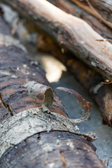 Stack of dry firewood logs close up