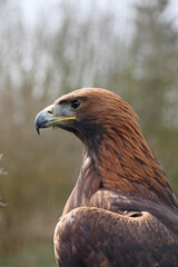 Profile of a perched Golden Eagle, England
