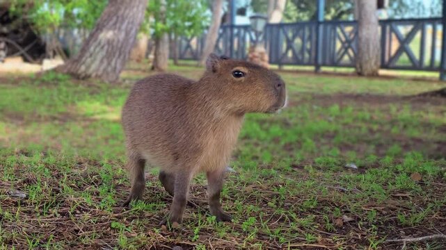 Adorable giant cavy standing peacefully on a green lawn in a park, observing its surroundings with curiosity while the camera focuses on its furry brown coat and gentle expression