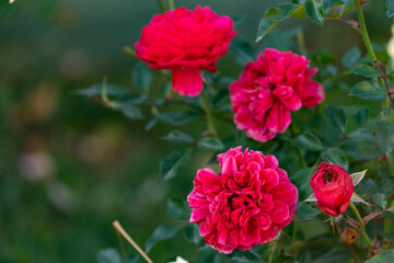 Bright Pink Roses in Garden