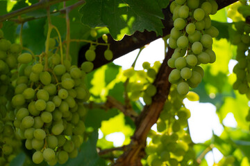 Green Grapes Hanging on Vine