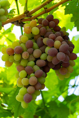 Ripe Grapes Hanging on Vine in Sunlight