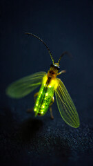 Close-up of a vibrant glowing green firefly emitting bioluminescent light on a dark textured surface, showcasing natural wonder and delicate insect beauty.