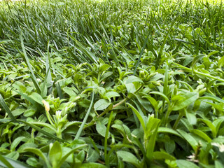 Fototapeta premium Close-up view of fresh green grass and low-growing ground cover plants