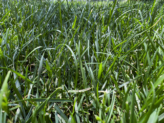 Obraz premium Close-up view of fresh green grass and low-growing ground cover plants