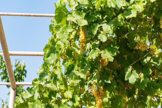 Green Grapes Hanging on Vine