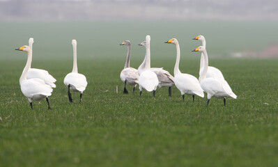 A small flock of juvenile and adult whooper swans (Cygnus cygnus) feed on a green field in the mist
