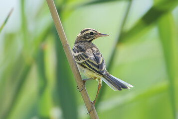 A young western yellow wagtail (Motacilla flava) is photographed close-up sitting on a dry reed stem against a blurred background