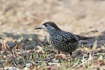 A close-up shot of an adult northern nutcracker (Nucifraga caryocatactes) in winter plumage in a tree and on the ground