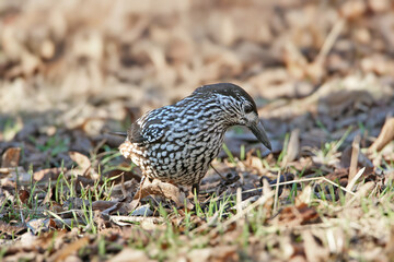 A close-up shot of an adult northern nutcracker (Nucifraga caryocatactes) in winter plumage in a tree and on the ground