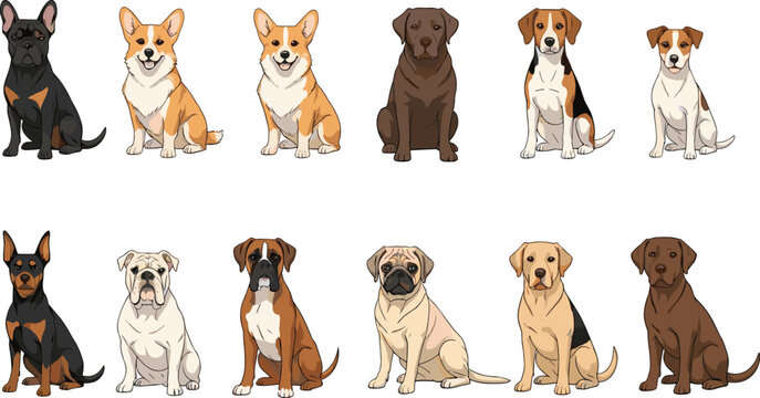 Diverse Dog Breeds Flat Vector Illustration Set Featuring Popular Canines Like Corgi, Labrador, Beagle, and Boxer for Pet Shop and Animal Clinic Graphics.