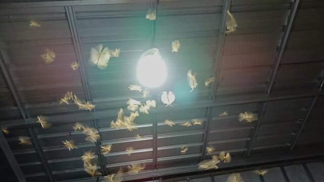 video of flying termites (alates, laron) swarming and circling a bright electric light source at night. Concept for insect migration, pest infestation, and tropical summer or rainy season phenomenon.
