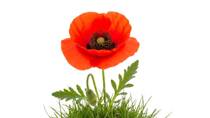 Vibrant red poppy flower with green leaves and a bud, elegantly isolated on a stark black background