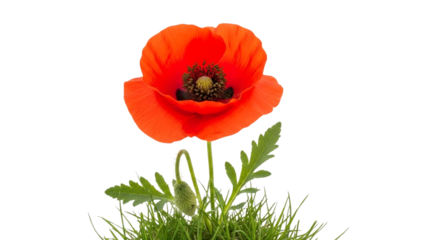 Vibrant red poppy flower with green leaves and a bud, elegantly isolated on a stark black background