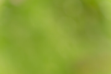 新緑のような鮮やかで深い緑色のボケと抽象的な背景素材