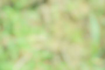 緑と茶色が柔らかく混ざり合う自然のボケと抽象的な背景素材