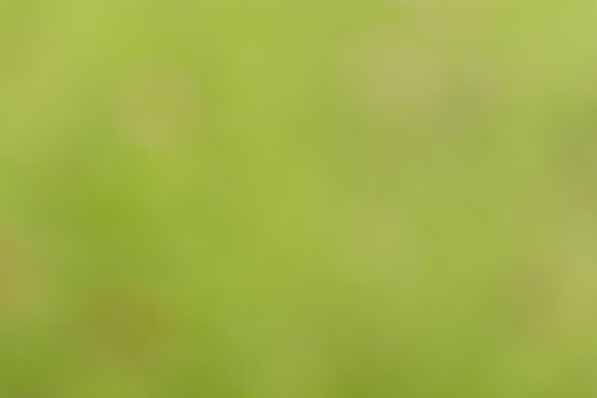 柔らかい光に包まれた明るい黄緑色のボケと抽象的な背景