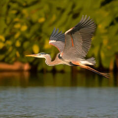 A great blue heron gracefully soars above the water with its wings fully extended in a moment of flight