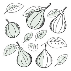 Assortment of Pears and Leaves in a Hand- Drawn Style fruit food