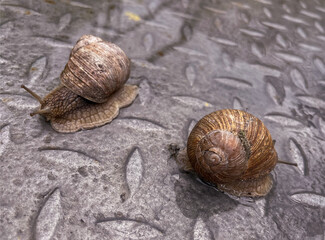two snails in the garden on the asphalt