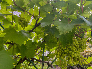 a green grape variety ripens in the country