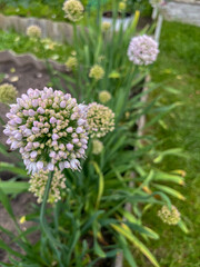 decorative onions bloom at the cottage