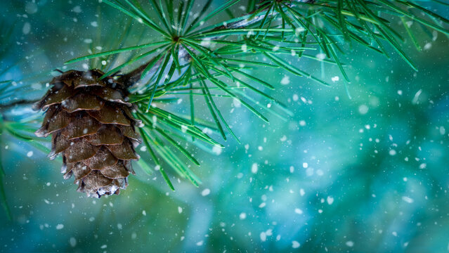 Snowy pine cone on evergreen branch with winter bokeh background