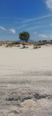  dunes and trees on the beach