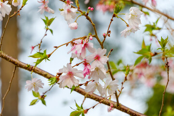 日本の春の青空に咲く満開のピンク色の桜の枝