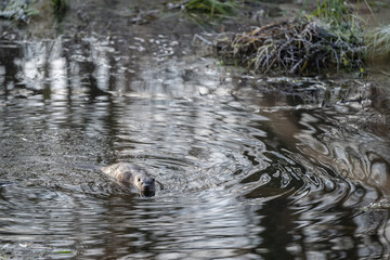 Fischotter 