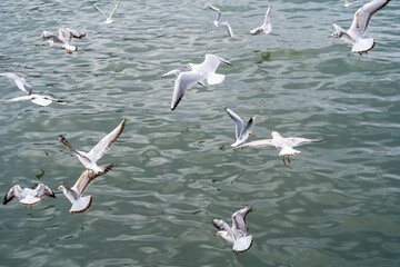 Seagulls in Flight Over Calm Sea Water: Free-Flying Coastal Birds