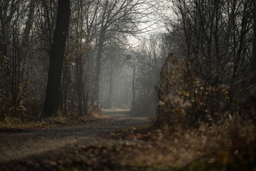 Waldweg November