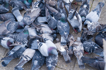 Dense Flock of Pigeons on Pavement