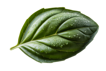 Single fresh green basil leaf with water droplets on a background