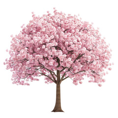 Obraz premium Pink Cherry Blossom Tree Isolated on transparent Background