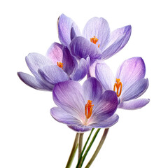 Colorful crocus flowers bloom in spring, showcasing delicate petals and vibrant hues in a stunning display of nature's beauty