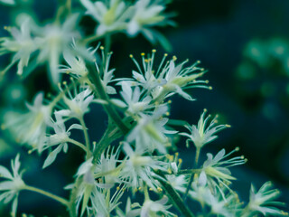 Digitally enhanced texture of OSTRYA VIRGINIANA flowers – cyan dusk variant