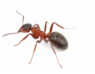 Ant close view over white background, no shadow
