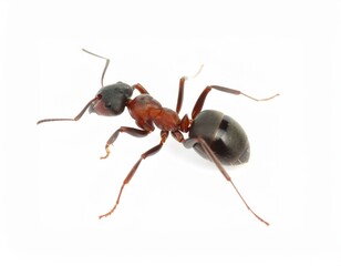 Ant close view over white background, no shadow