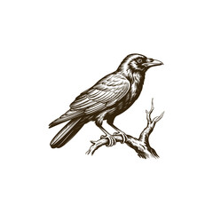 Fototapeta premium Vintage engraving woodcut crow vector illustration art design