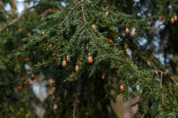 Eastern hemlock branch with small cones outdoors. Tsuga canadensis close-up with soft background.