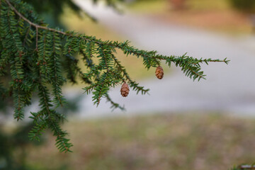 Eastern hemlock branch with small cones outdoors. Tsuga canadensis close-up with soft background.