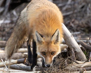 Fototapeta premium A Red Fox stares intently from the edge of the forest of Northwest Ontario, Canada.