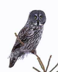 A Great Grey Owl showing its beautiful yellow eyes on a cloudy autumn day in Northwest Ontario, Canada.