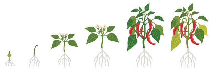 Growth Stages Of Spicy Chili Pepper Plant Vector Infographic Set Showing Vegetable Development, Ripening Steps, Fertilization Phase, Harvest Progression, And Clear Botanical Process Illustration
