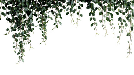 Dense green trailing vine hanging from top left, thinning into delicate tendrils across the top with generous negative space.