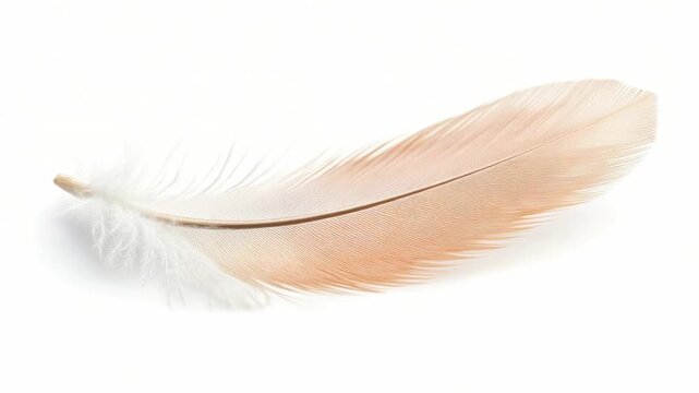 Video A single white feather sits on a white background, ready for use as a simple yet effective design element